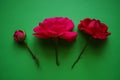 Three pink rose flowers on the green table, art card Royalty Free Stock Photo