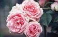 Three pink rose flowers standing alone Royalty Free Stock Photo