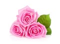 Three pink rose flowers Royalty Free Stock Photo