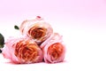 Three pink rose flowers are lying on a table. Royalty Free Stock Photo