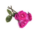 Three pink rose flowers on white background Royalty Free Stock Photo