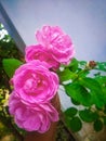 Three Pink Rose Loking Beautiful On Trees & Fresh Petal. Royalty Free Stock Photo