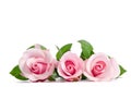 Three pink roses lying on white background Royalty Free Stock Photo