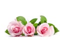 Three pink rose lying on white