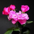 Three pink rosebuds and open rose