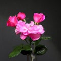 Three pink rosebuds adn open rose