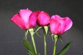 Three pink rosebuds Royalty Free Stock Photo