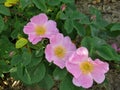 Pink rosehip flowers close up