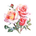 Three pink Roses Aquarelle painting