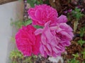 three pink roses. beauty in the morning in a park