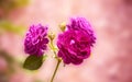 Three pink roses Royalty Free Stock Photo