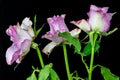 Three pink roses close-up Royalty Free Stock Photo