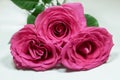 Three pink roses isolated on white background Royalty Free Stock Photo