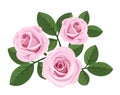 Three pink roses with leaves on white.