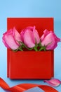 Three pink roses in red box envelope with petal and ribbon on blue background. Holiday, Valentine`s, International Women`s day Royalty Free Stock Photo