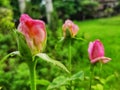 Three pink roses standing in a garden Royalty Free Stock Photo