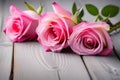 Three pink roses on white background. Symbol of love and beauty. Perfect for various projects