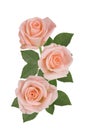 Three pink roses on a white background. Isolated. Royalty Free Stock Photo