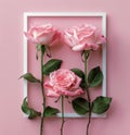 Three Pink Roses in a White Frame on a Pink Background Royalty Free Stock Photo