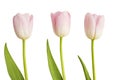 Three pink Tulips Royalty Free Stock Photo