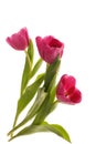 Three pink tulips