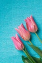 Three pink tulips on blue background Royalty Free Stock Photo