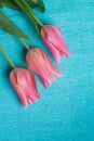 Three pink tulips on blue background Royalty Free Stock Photo