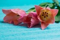 Three pink tulips on blue background Royalty Free Stock Photo