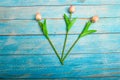 Three pink tulips on a blue wooden background, with space for space for Valentine`s Day, international women`s day on March 8, Royalty Free Stock Photo