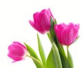 Three pink tulips (close-up)