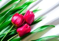 Three pink tulips Royalty Free Stock Photo