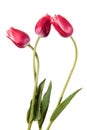 Three pink tulips isolated on a white Royalty Free Stock Photo