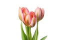 Three pink tulips isolated on white background Royalty Free Stock Photo