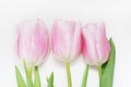 Three Pink Tulips Isolated on a White Background. Spring Time. Mothre`s Day. women`s Day. Royalty Free Stock Photo