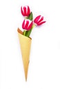 Three pink tulips in a paper cornet on white background Royalty Free Stock Photo