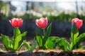 Three pink tulips in a row blooming in a spring garden Royalty Free Stock Photo