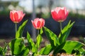 Three pink tulips in a row blooming in a spring garden Royalty Free Stock Photo