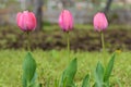 Three pink tulips in a row blooming in a spring garden Royalty Free Stock Photo