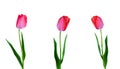 Three pink tulips in a row isolated on white background Royalty Free Stock Photo