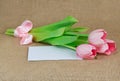 Three pink tulips with satin ribbon lying on the envelope