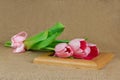 Three pink tulips with satin ribbon lying on frame Royalty Free Stock Photo