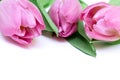 Three pink tulips on white background close up - holiday card for 8 march, Valentine day or mother`s day with copy space Royalty Free Stock Photo