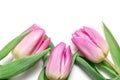 Three pink tulips on white background close up - holiday card for 8 march, Valentine day or mother`s day with copy space, top vie Royalty Free Stock Photo