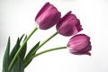 Three pink tulips on a white background Royalty Free Stock Photo