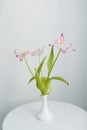 Three pink tulips in a white vase on a white round table Royalty Free Stock Photo