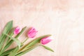 THREE PINK TULIPS ON A WOODEN BACKGROUND Royalty Free Stock Photo