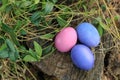Three pink and violet colored traditional Easter eggs in the grass Royalty Free Stock Photo