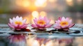 Three Pink Water Lilies Bloom at Sunset Royalty Free Stock Photo