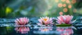 Three Pink Water Lilies Floating on Water Royalty Free Stock Photo