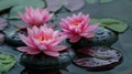 Three pink water lilies floating in a peaceful pond Royalty Free Stock Photo
